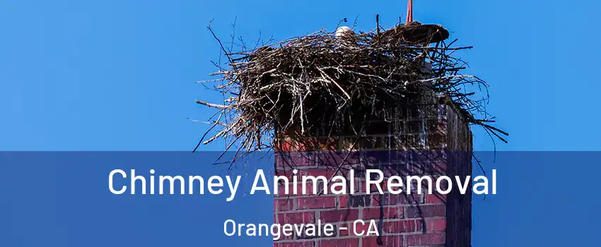 Chimney Animal Removal Orangevale - CA